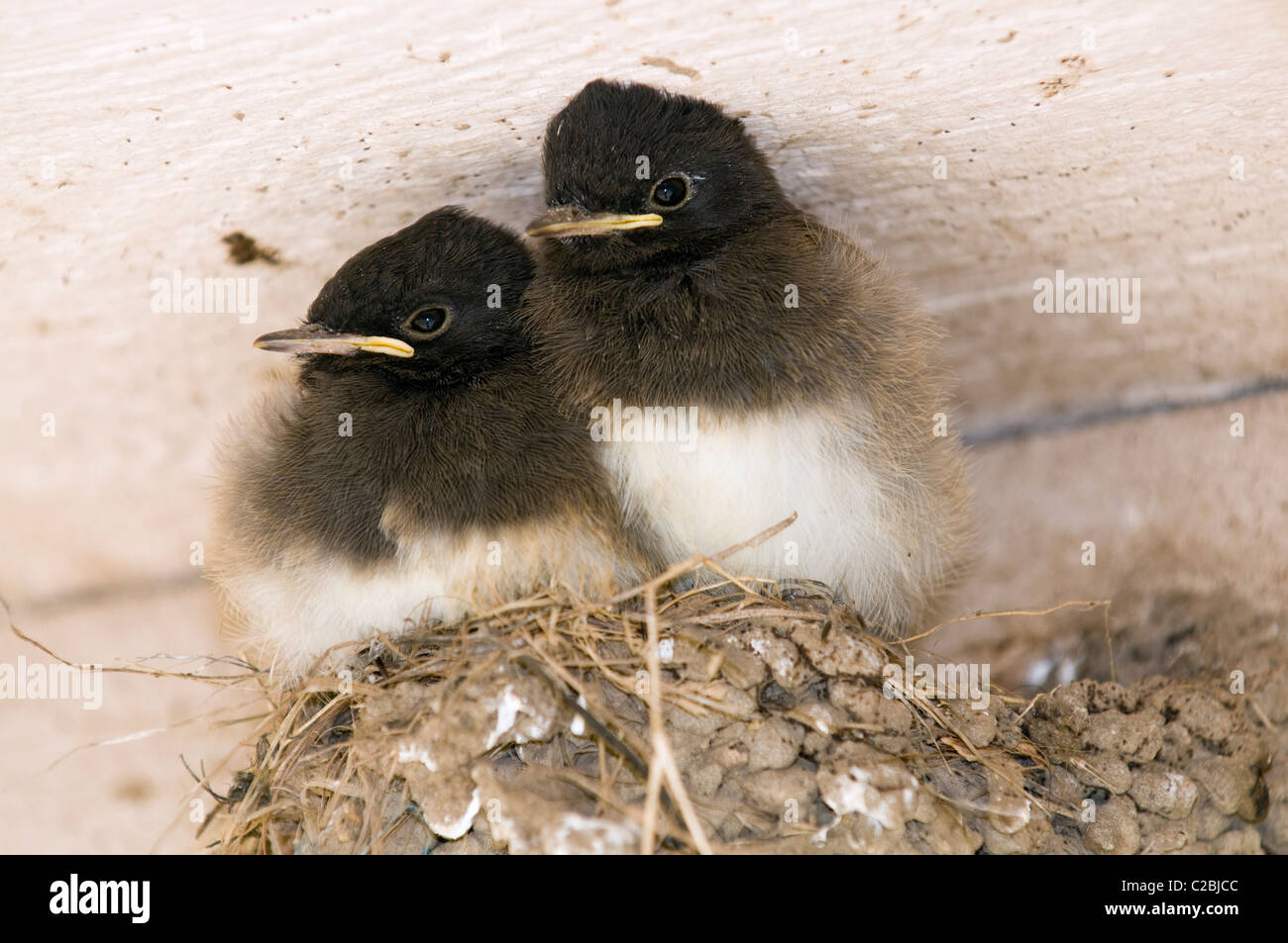 Two Black Phoebe, Sayornis nigricans, chicks about to fledge. Stock Photo