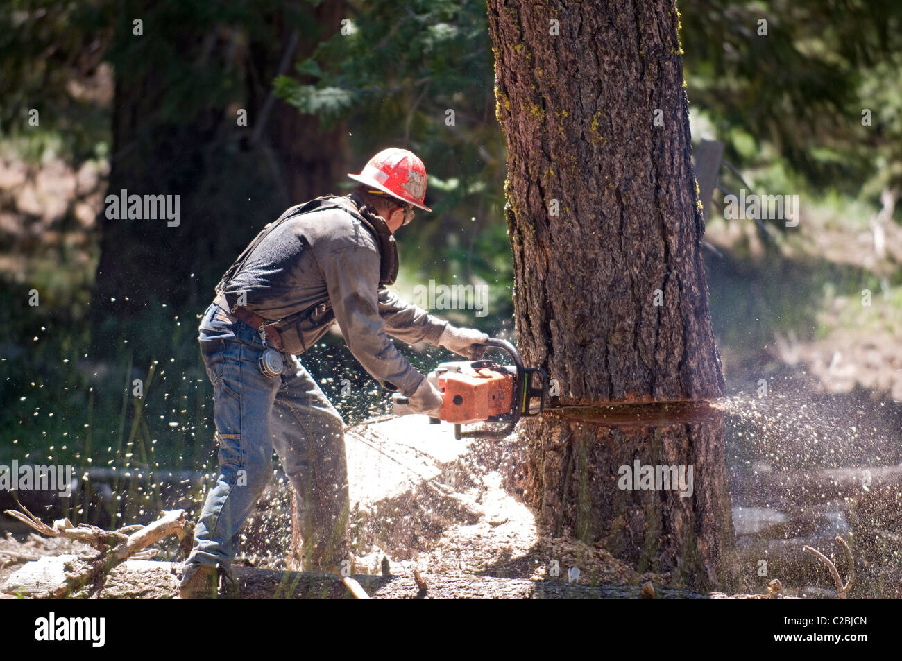 A logger cutting down a tree in Tahoe National Forest. Stock Photo