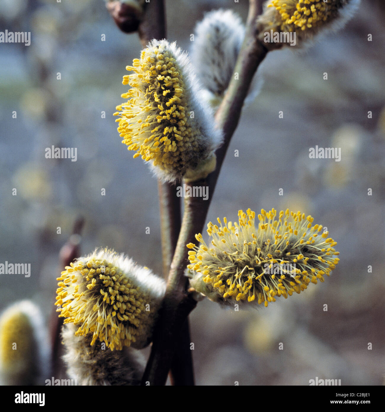 Weidenbluete, Weidenkaetzchen, Palmkaetzchen Stock Photo