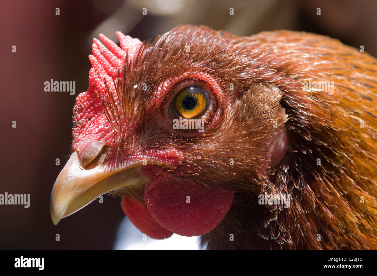 Close up of a Red Welsummer hen. Stock Photo