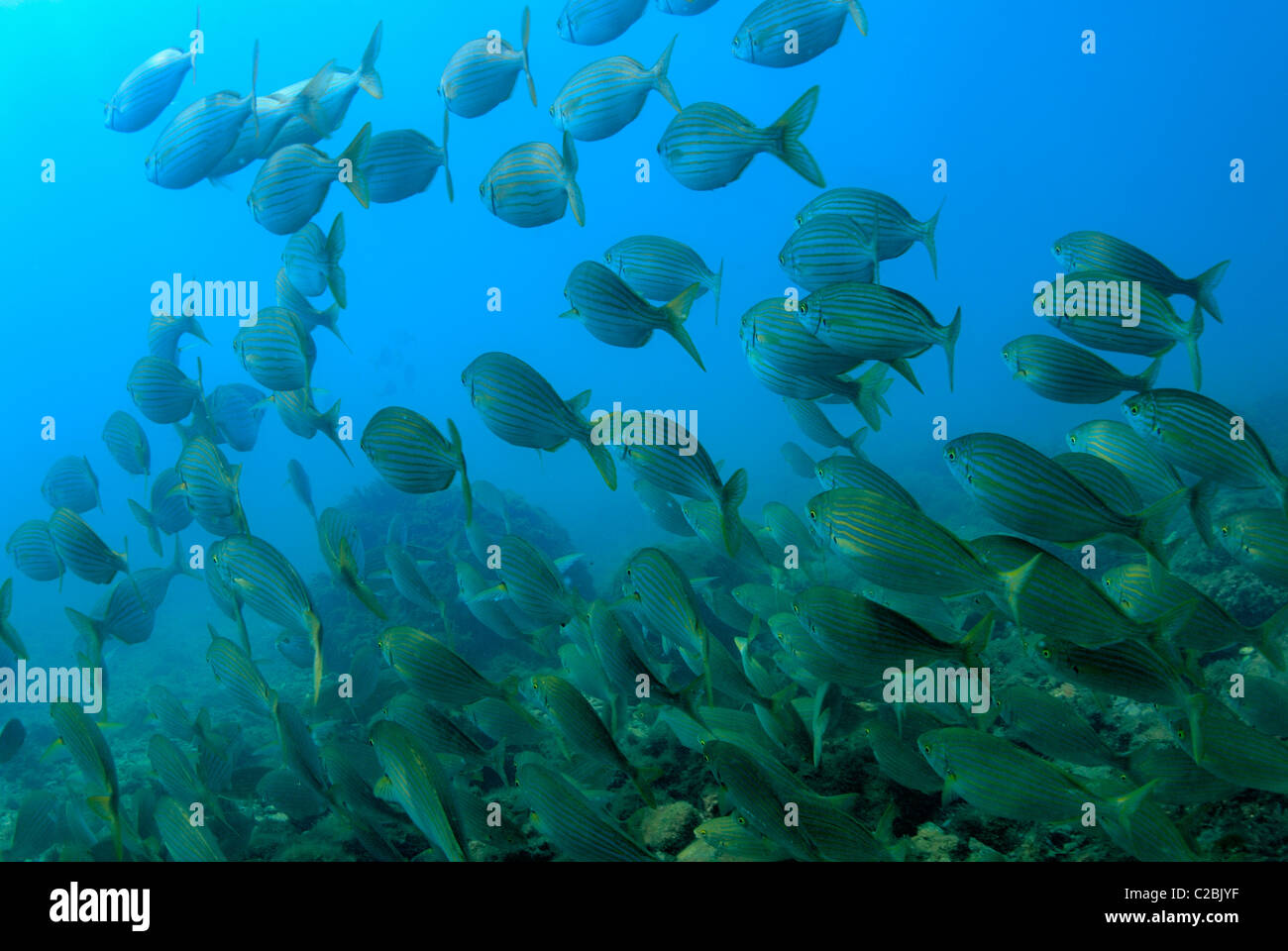 School of Salema fishes Sarpa salpa, by Sea Grass (Posidonia oceanica), Mediterranean Sea, France Stock Photo