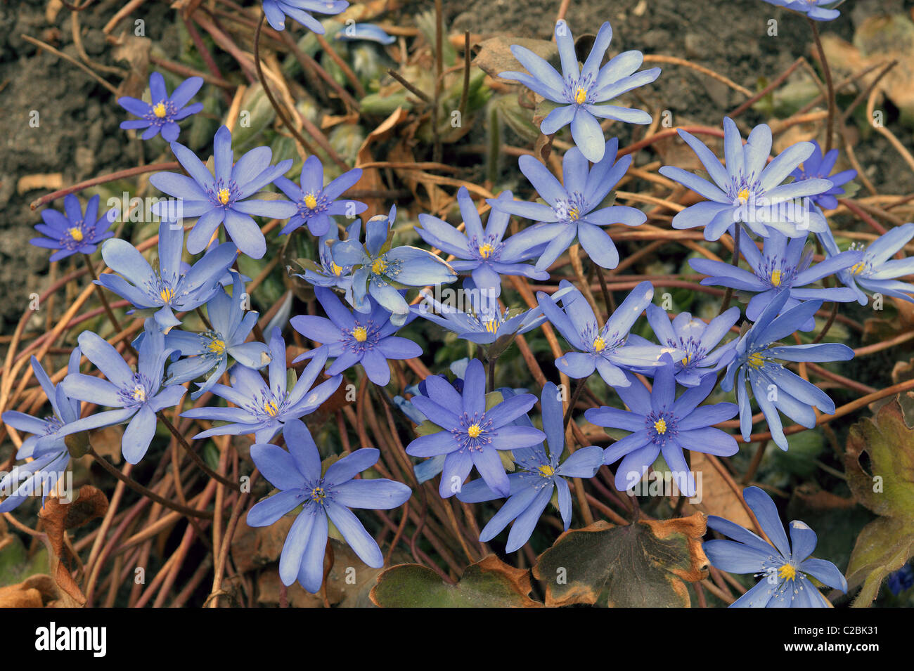 Liverwort blue spring flowers Hepatica transsilvanica transsylvanica Stock Photo