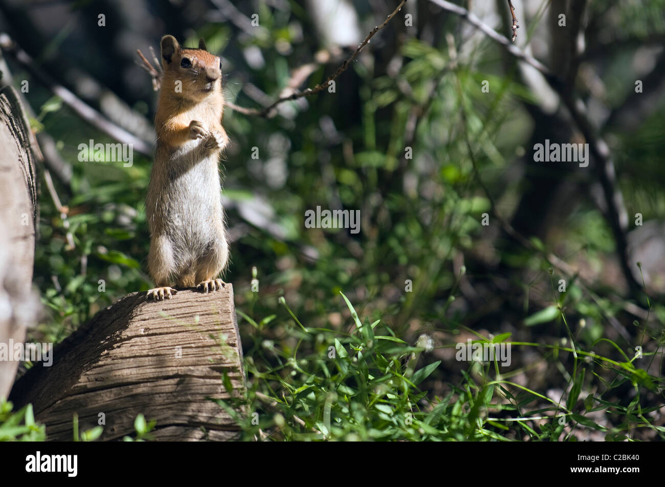 Golden-mantled ground squirrel watching guard. Stock Photo