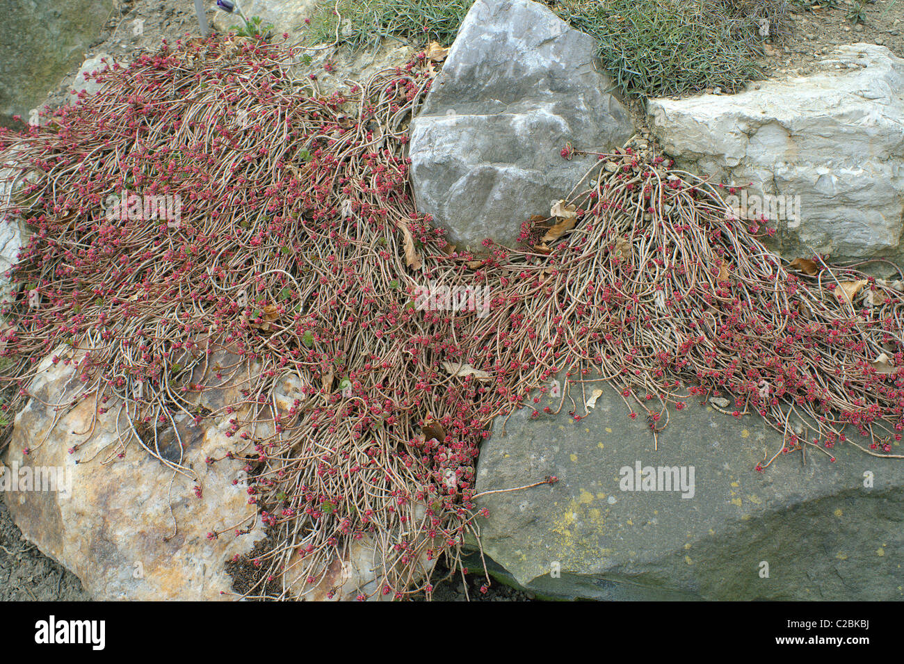 Page 2 Spurium High Resolution Stock Photography And Images Alamy