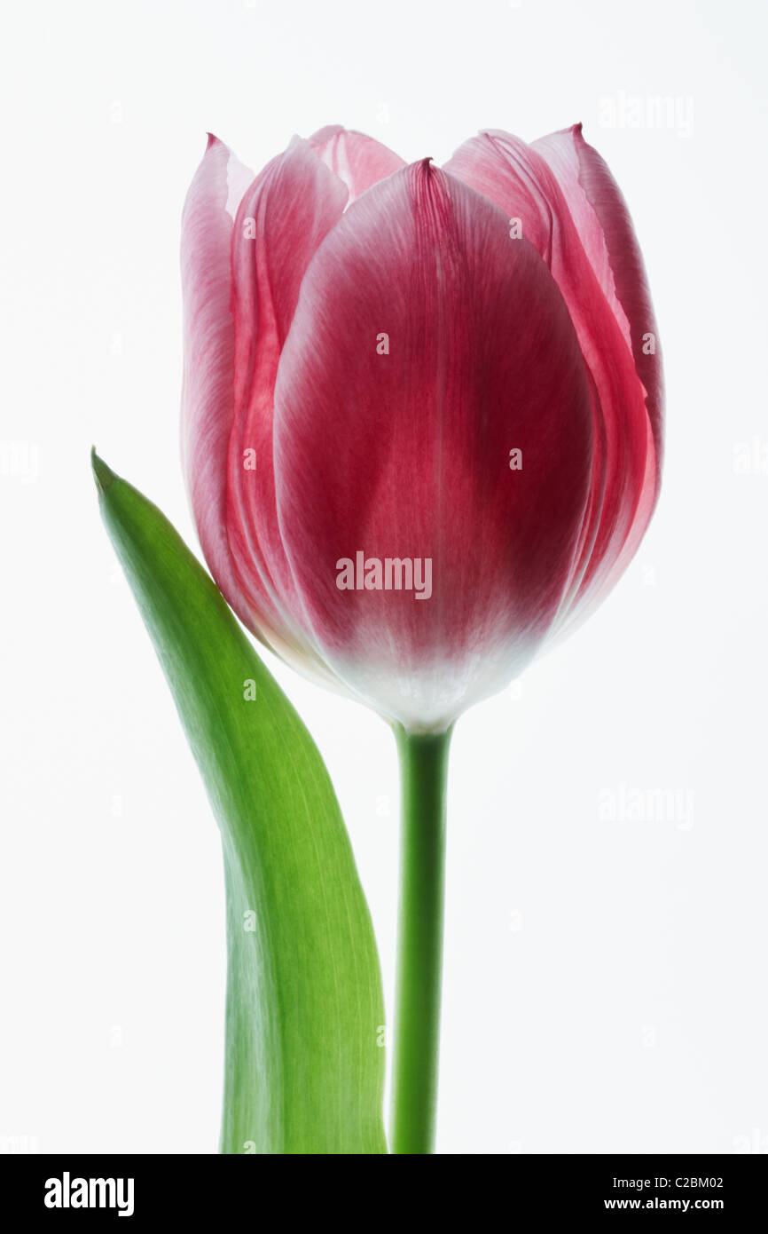 one single red tulips on a white background Stock Photo