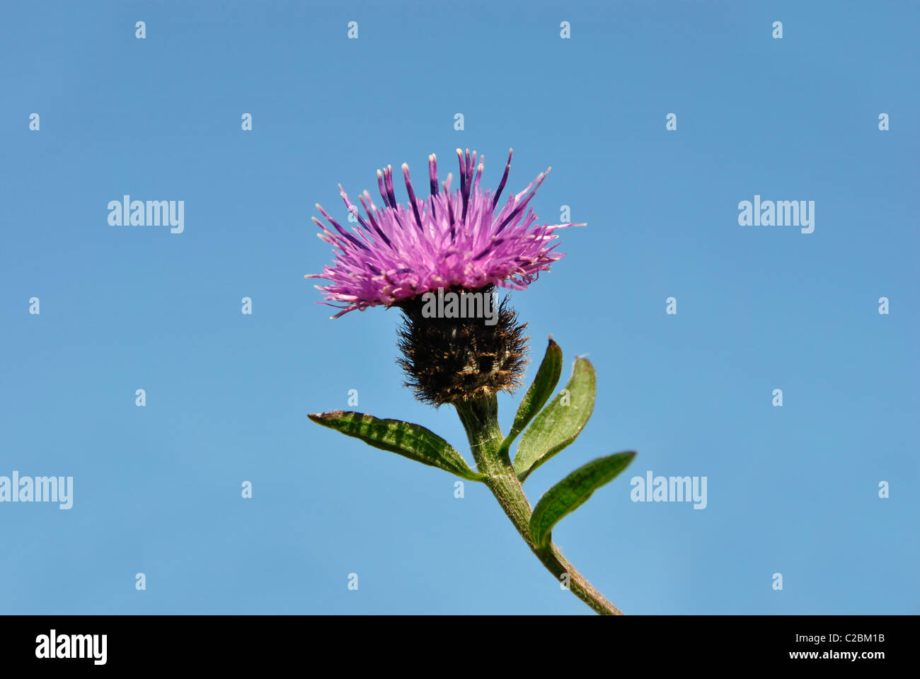 Scottish National Flower The Thistle against blue sky Stock Photo Alamy