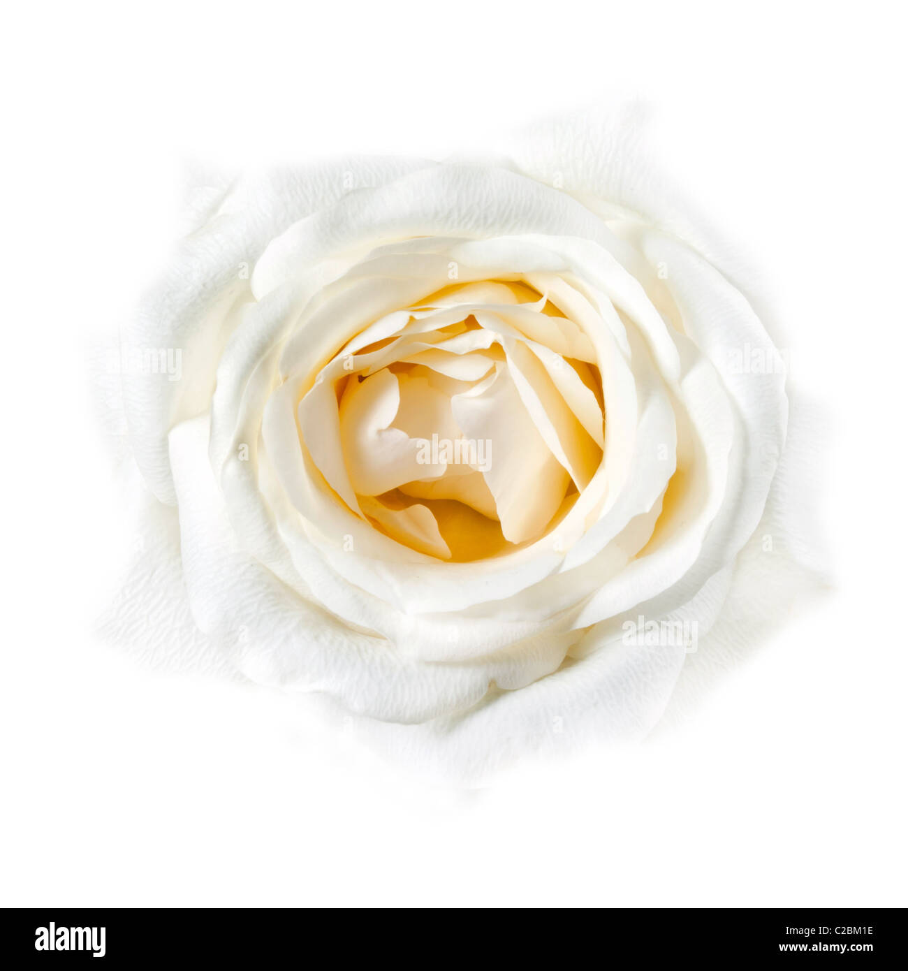 Beautiful White Rose Closeup Faded into White Background Stock Photo