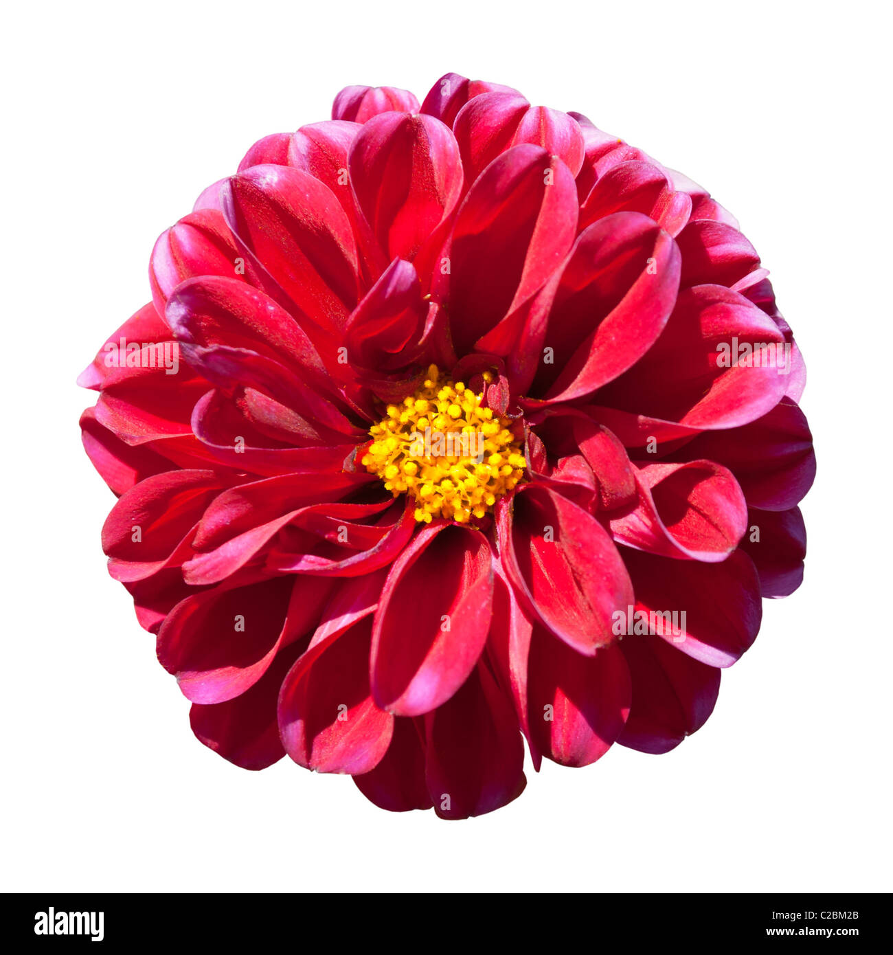 Beautiful Red Dahlia Flower with Yellow Center Isolated on White ...