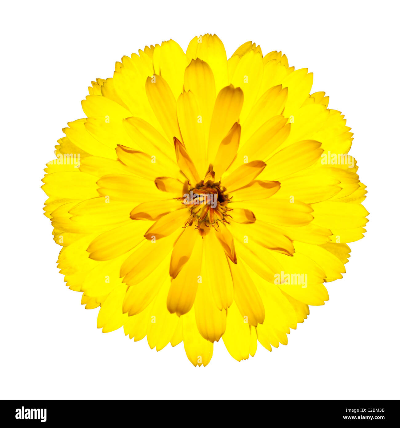 Blossoming Yellow Gerbera Flower in - Beautiful Gerbera aurantiaca Isolated on White Background. Top view Stock Photo