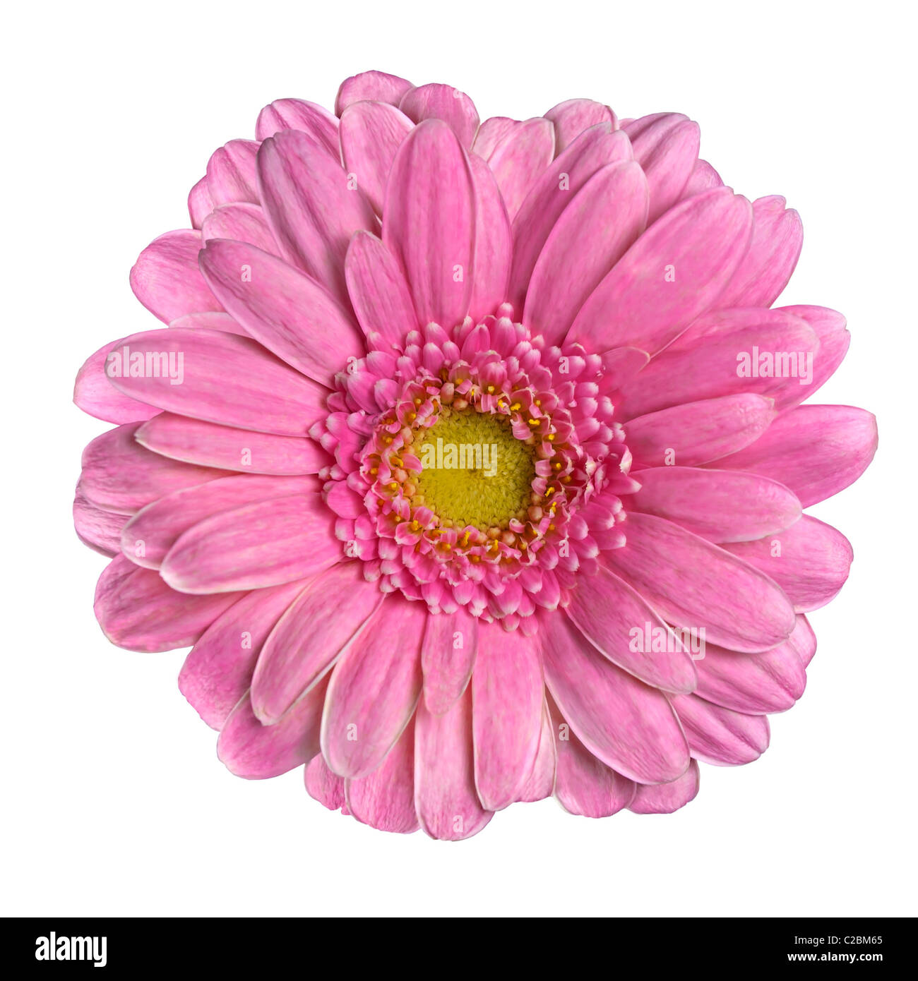 Hot Daisy