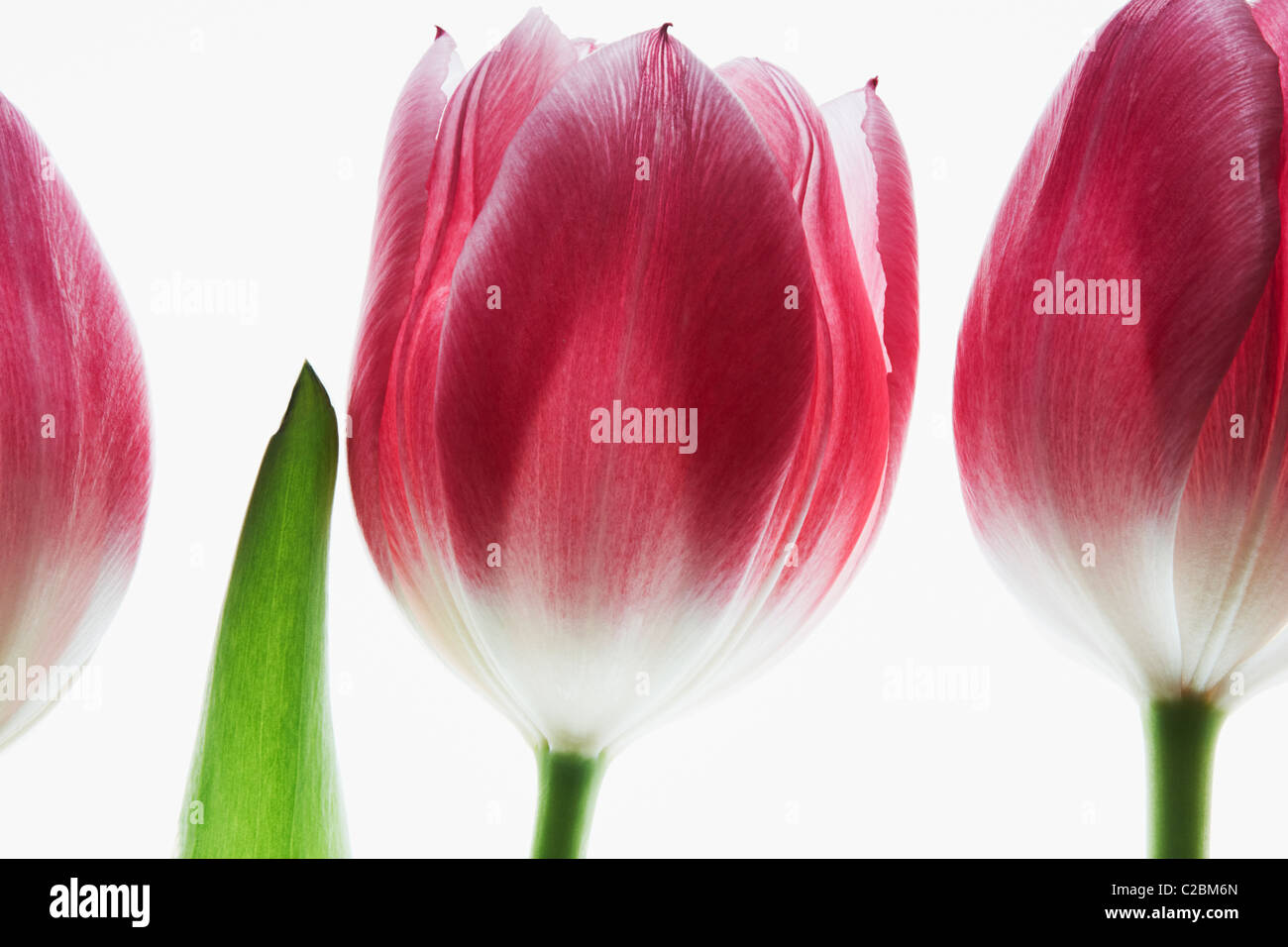 three red tulips on a white background Stock Photo