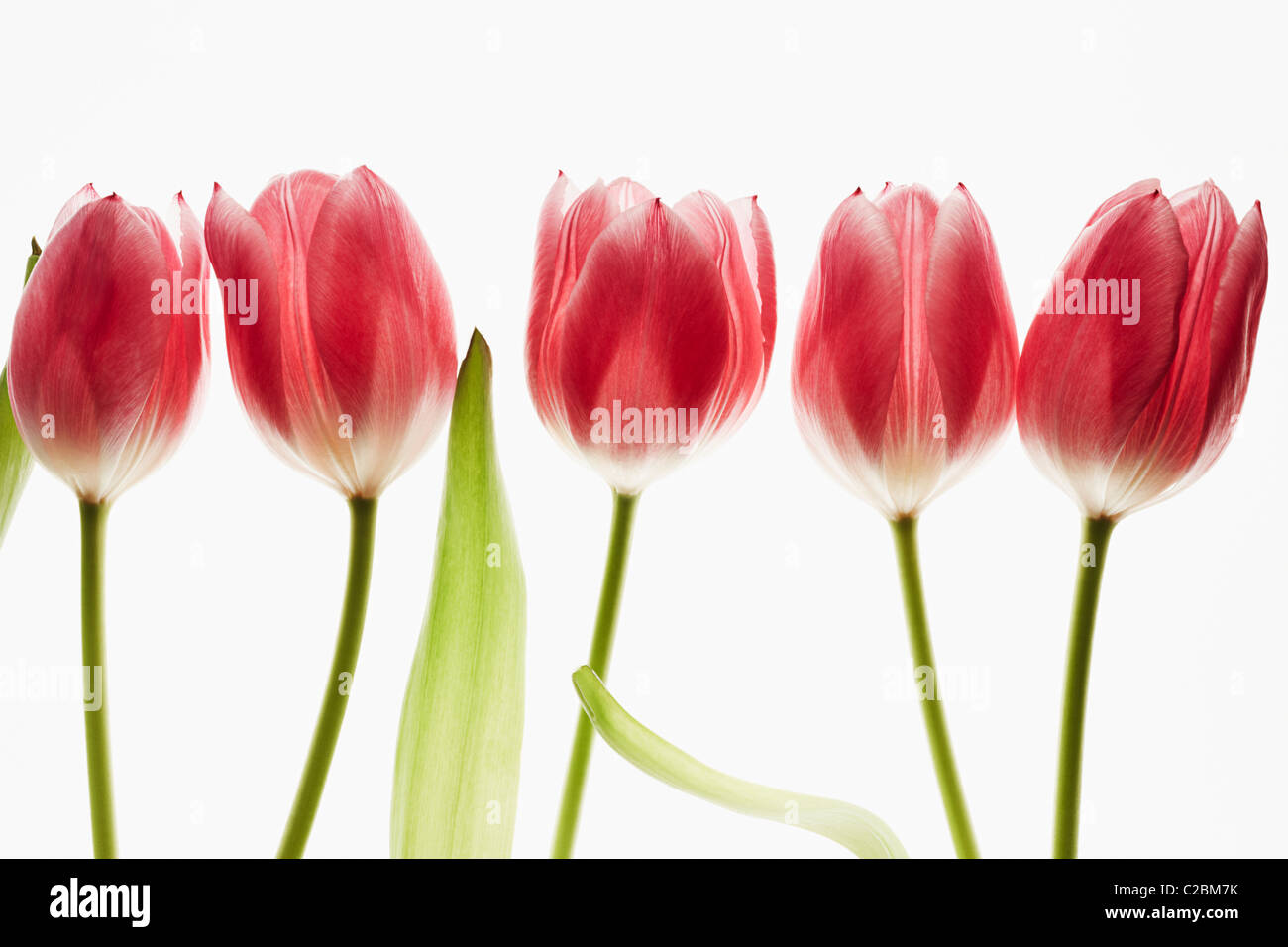 five red tulips on a white background Stock Photo