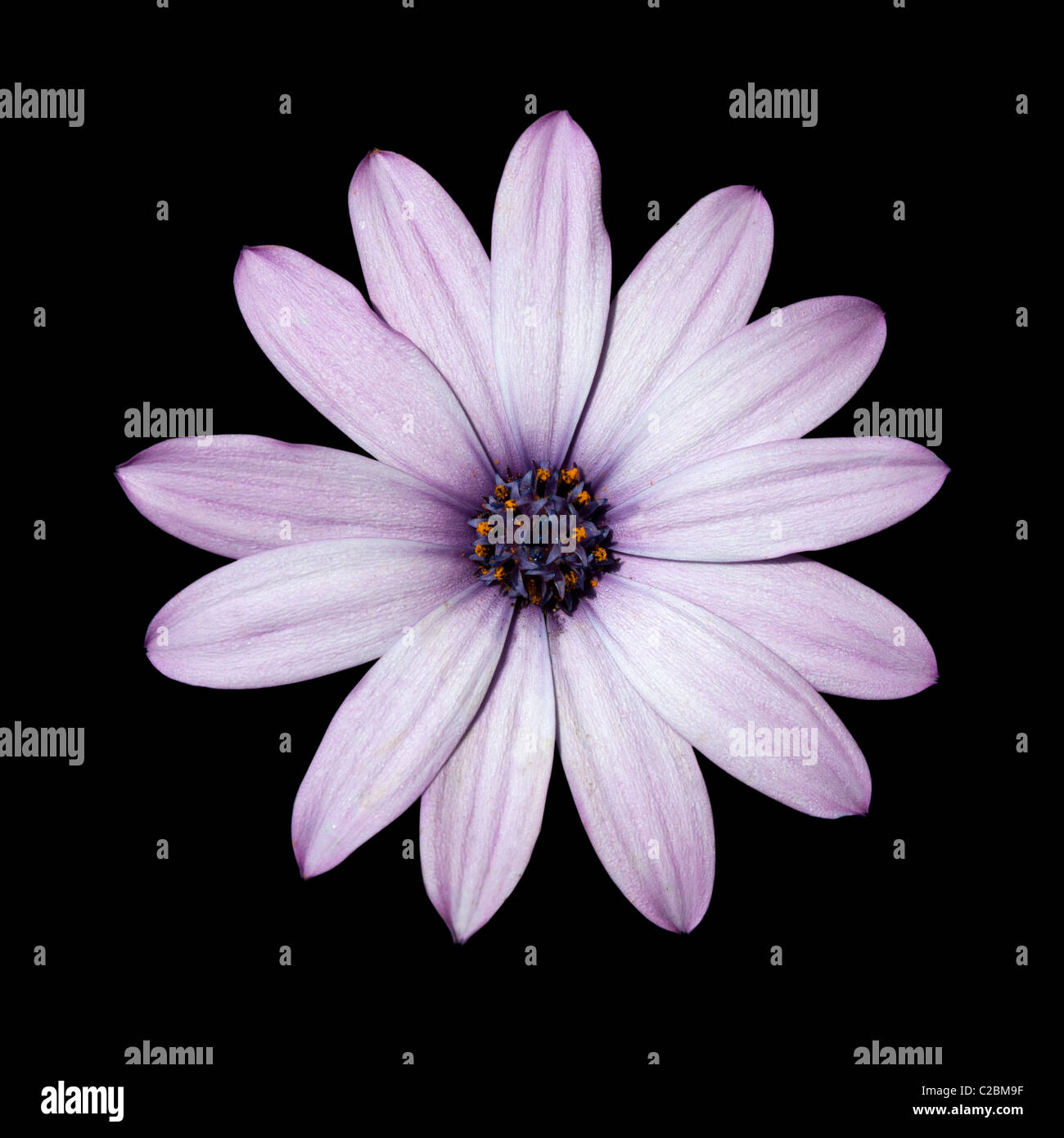 Beautiful Purple Daisy Flower Isolated on Black Background Stock Photo