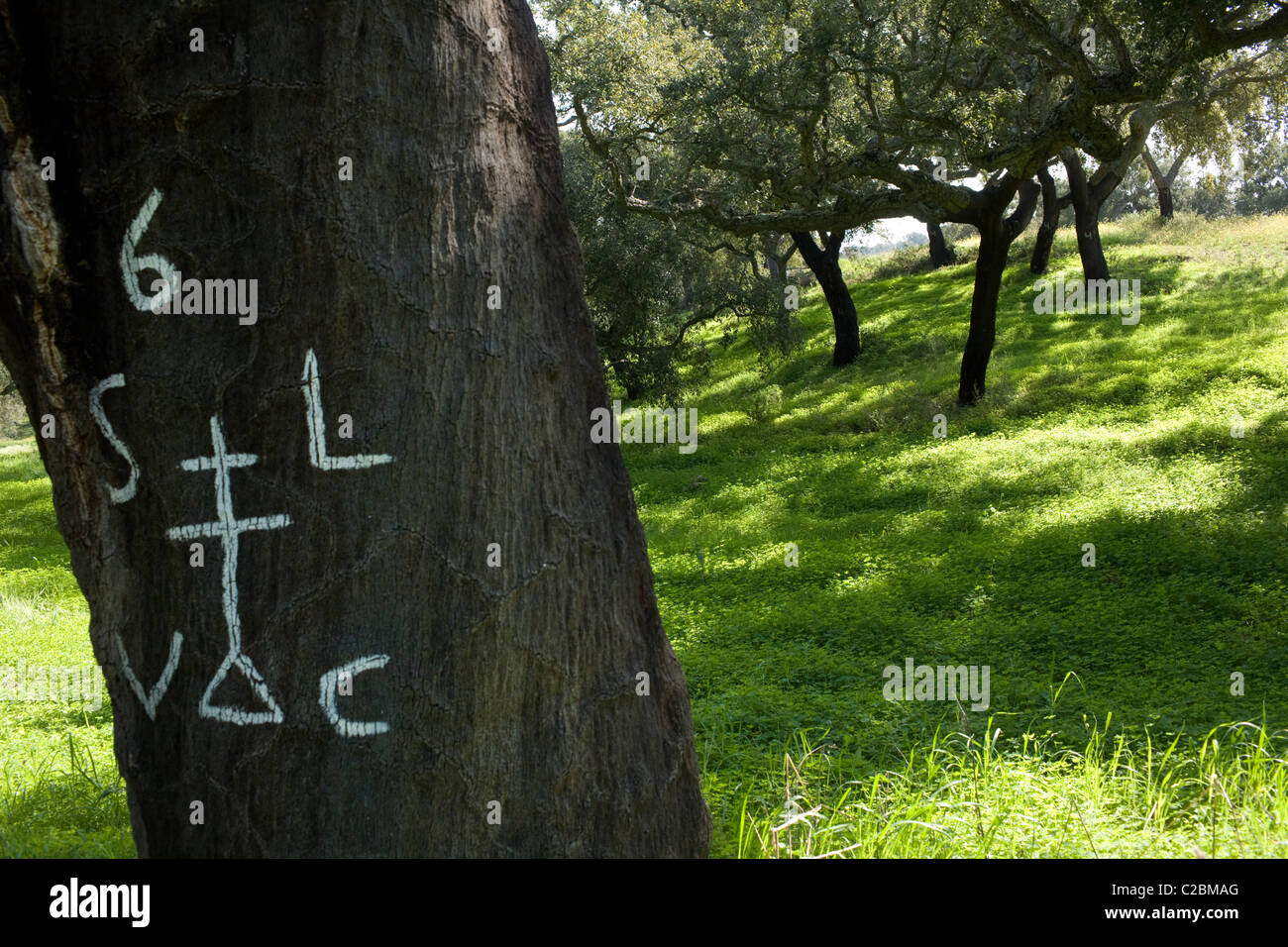 Cork trees marked with the year of last bark stripping, Alentejo region of Portugal Stock Photo