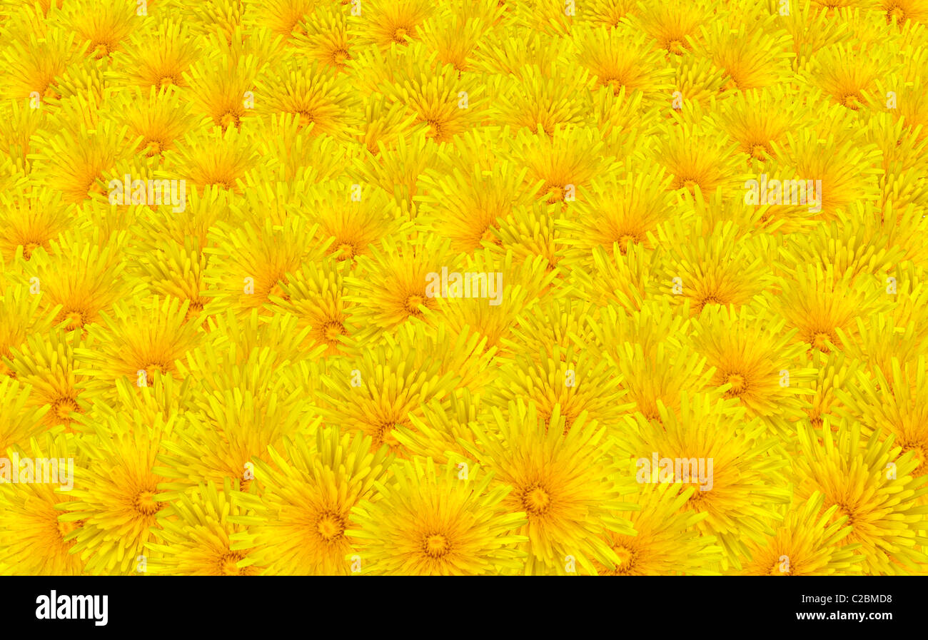 dandelion yellow flower Taraxacum background wild flower Stock Photo