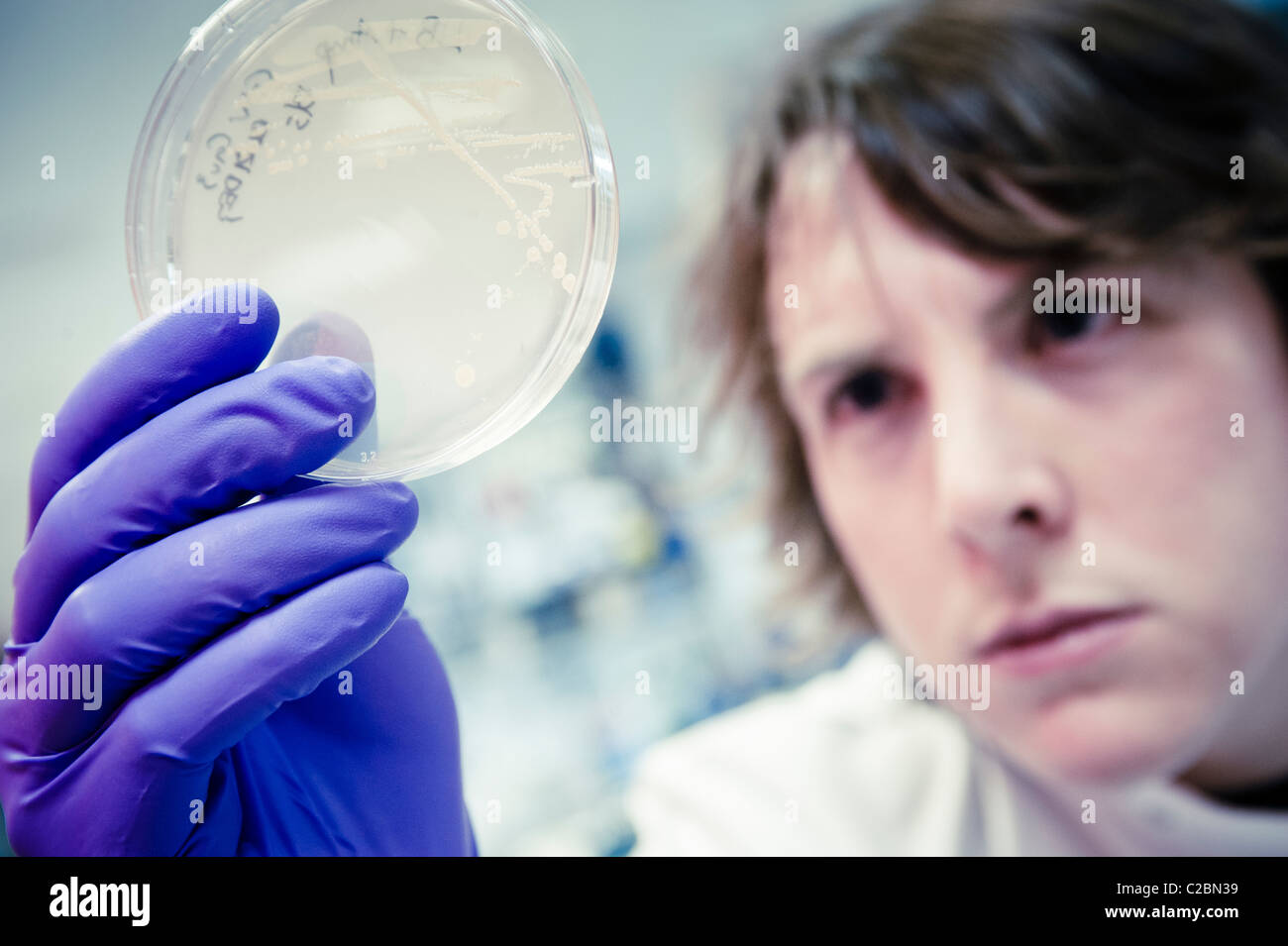 Young male scientist looking closely at cell culture in petri dish wearing purple latex gloves and white lab coat in science lab Stock Photo