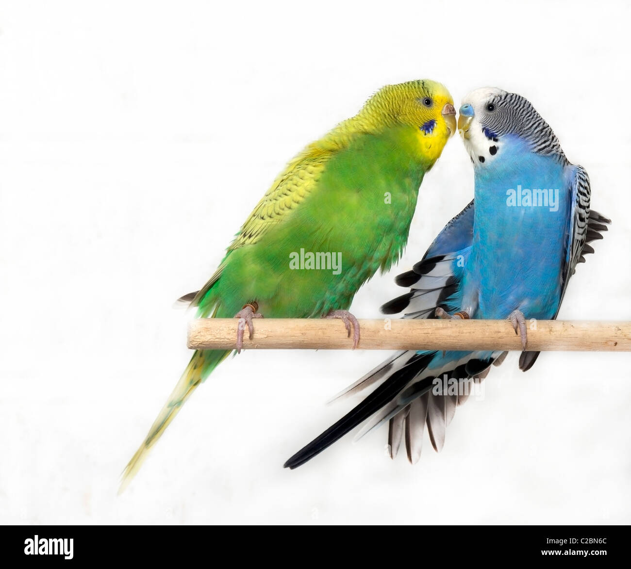 List 104+ Wallpaper Why Do Parakeets Kiss Each Other Updated