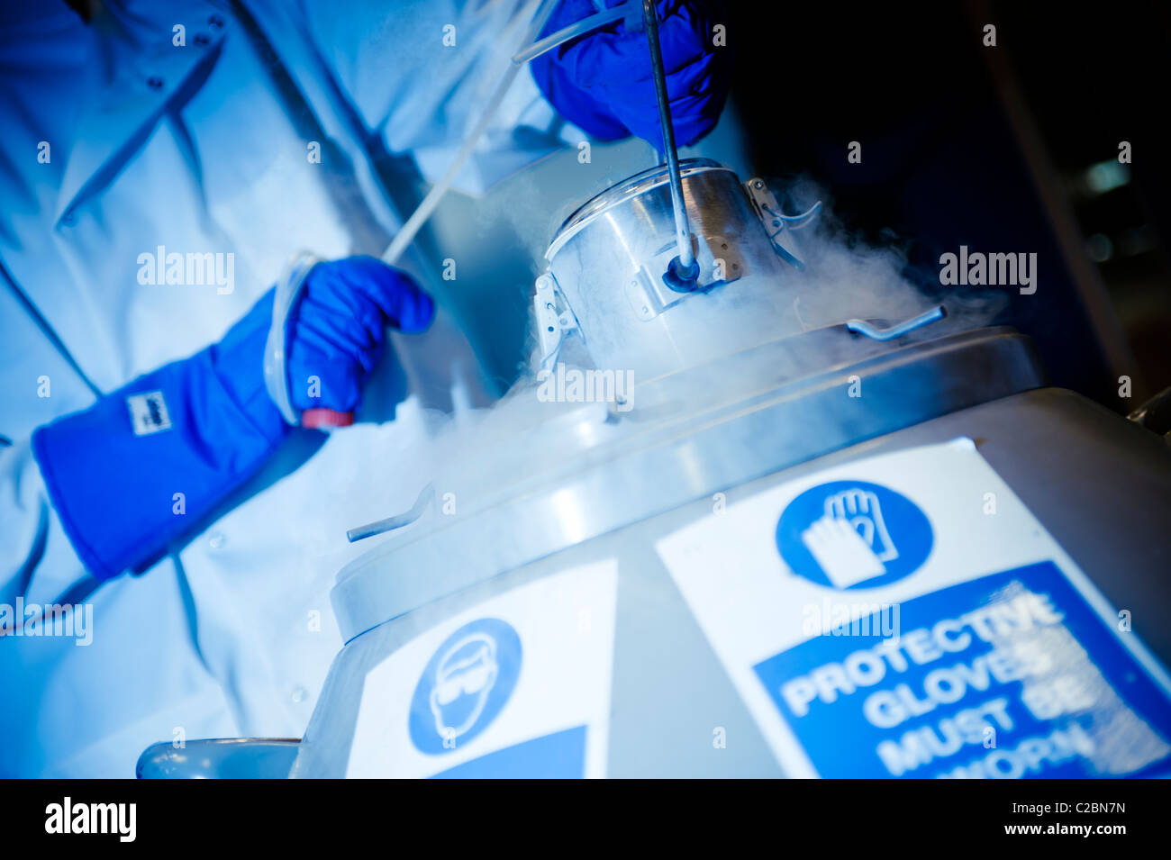 Scientist wearing thick blue gloves and white lab coat lifting container out of liquid nitrogen container Stock Photo