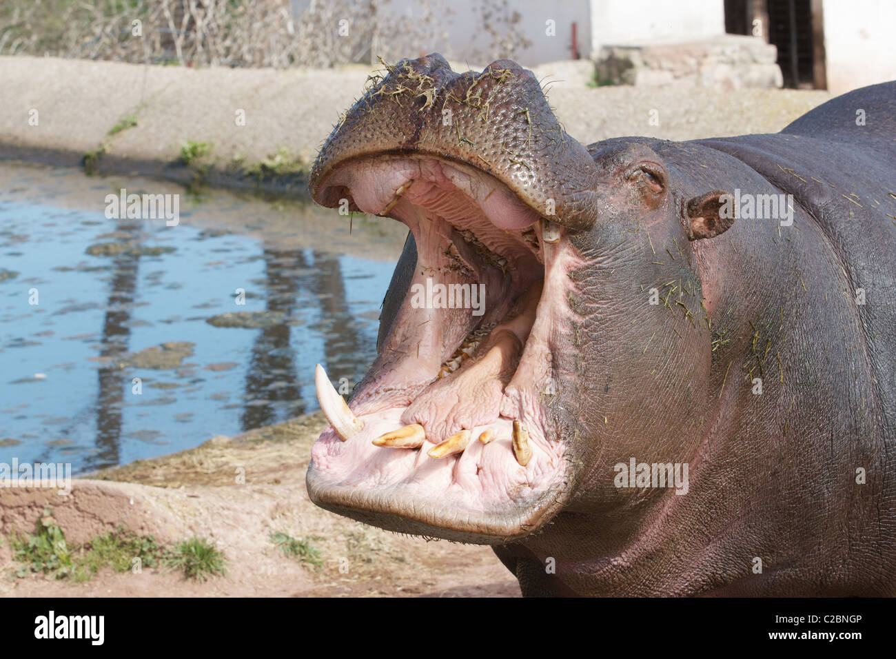 Hippo mouth hi-res stock photography and images - Alamy