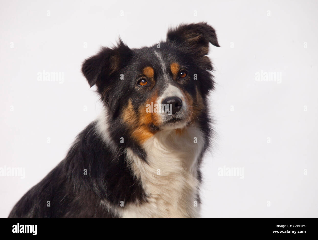 Border Collie Stock Photo Alamy Border Collie Stock Photo Alamy