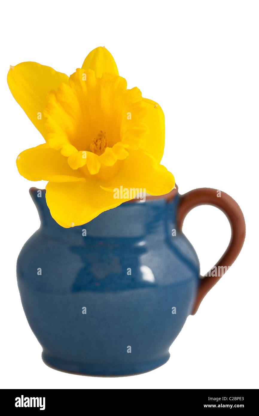 Daffodil flower in jug Stock Photo Alamy