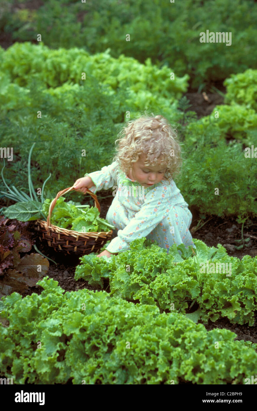 A little girl picking vegetables in the garden. Jericho, Vermont Stock