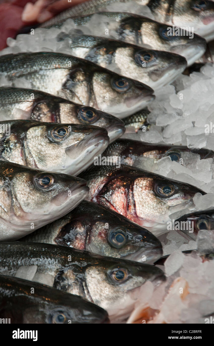 Sea bass uk hires stock photography and images Alamy