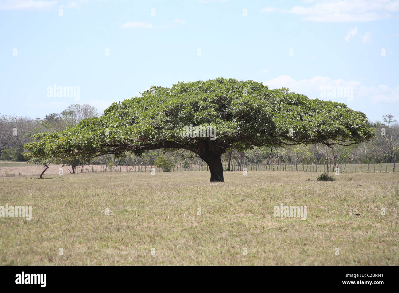 Fig tree in the middle of an open pasture. Stock Photo