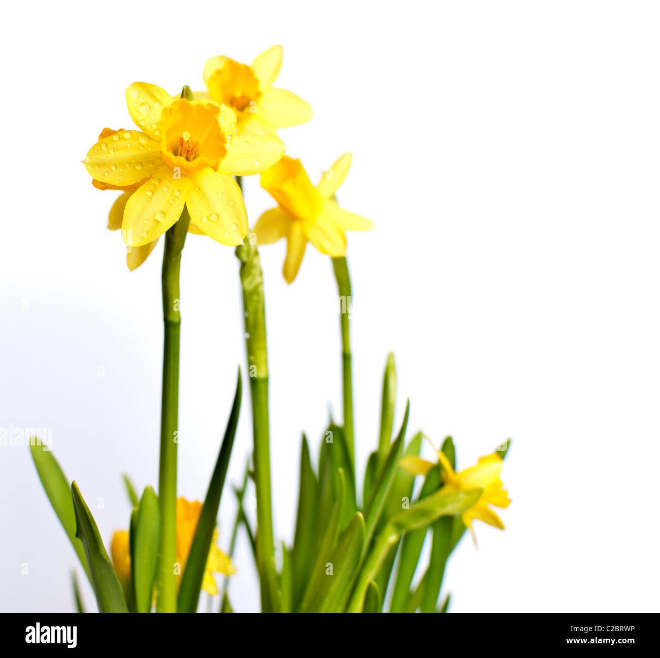 Narcissus / Daffodil Stock Photo Alamy