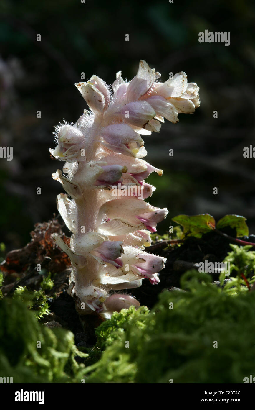 [Close-up] image of Toothwort [Lathraea squamaria] a European plant parasitic on mainly hazel and elm, photographed in England Stock Photo