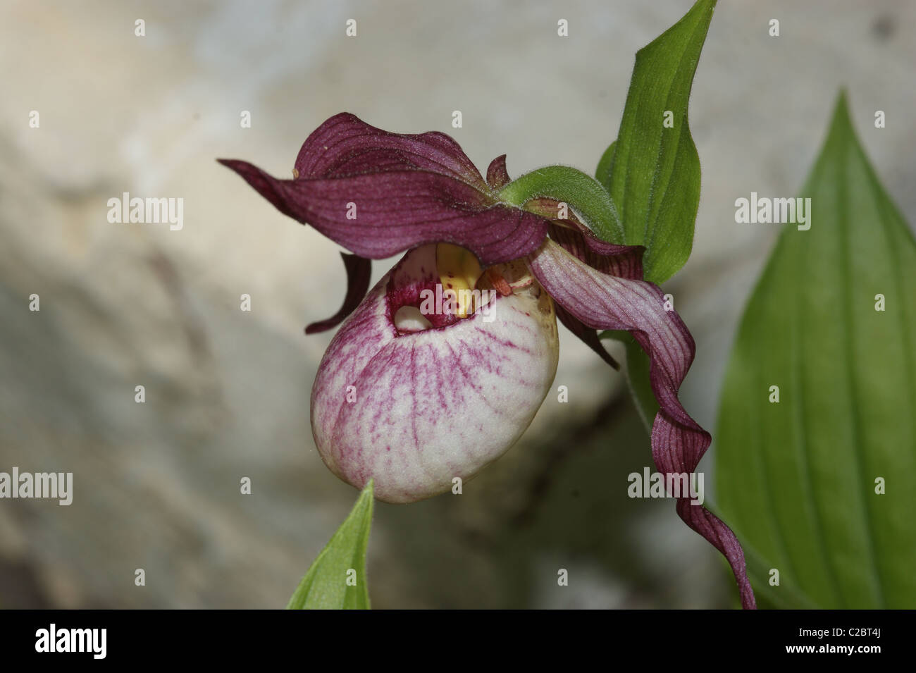 Paphiopedilum  Orchid Stock Photo