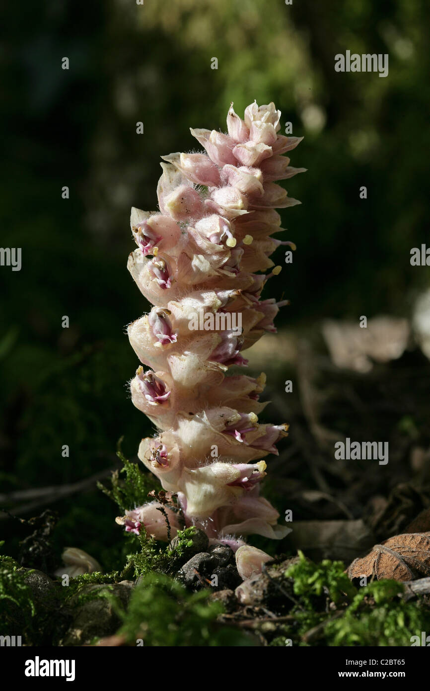 [Close-up] image of Toothwort [Lathraea squamaria] a European plant parasitic on mainly hazel and elm, photographed in England Stock Photo
