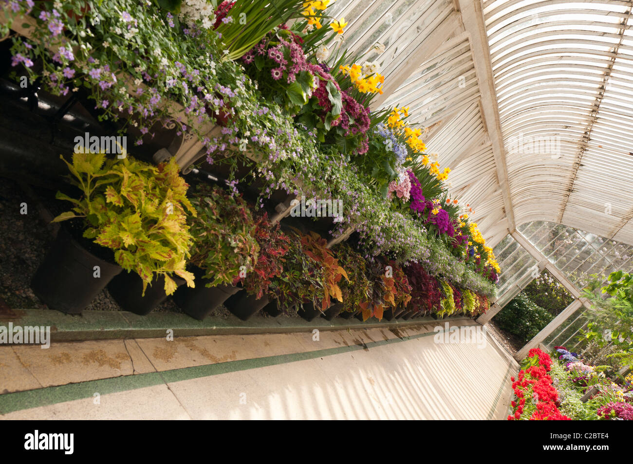 Botanic gardens belfast palm house hi-res stock photography and images ...