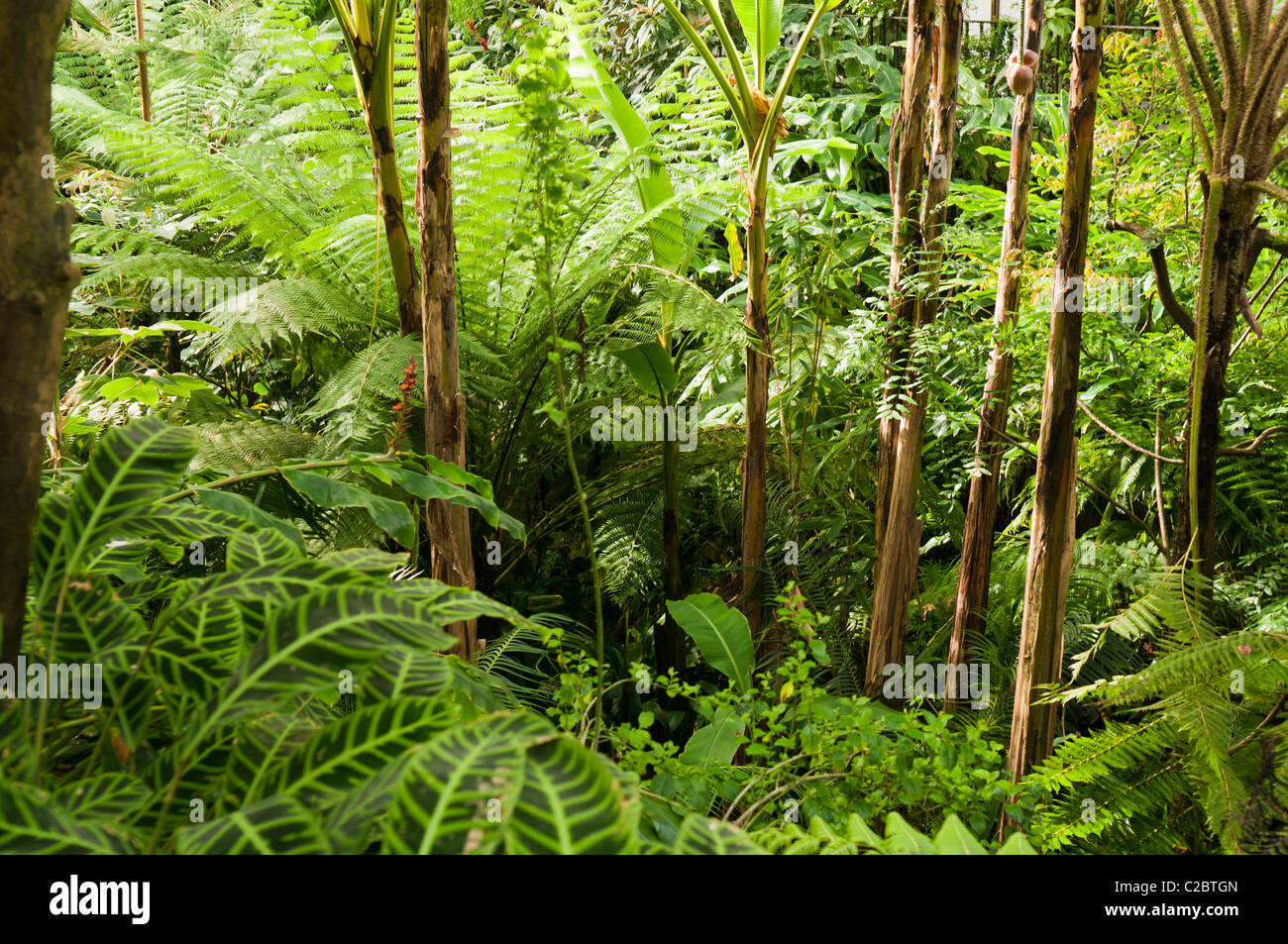 Dense jungle foliage in an indoor rainforest Stock Photo