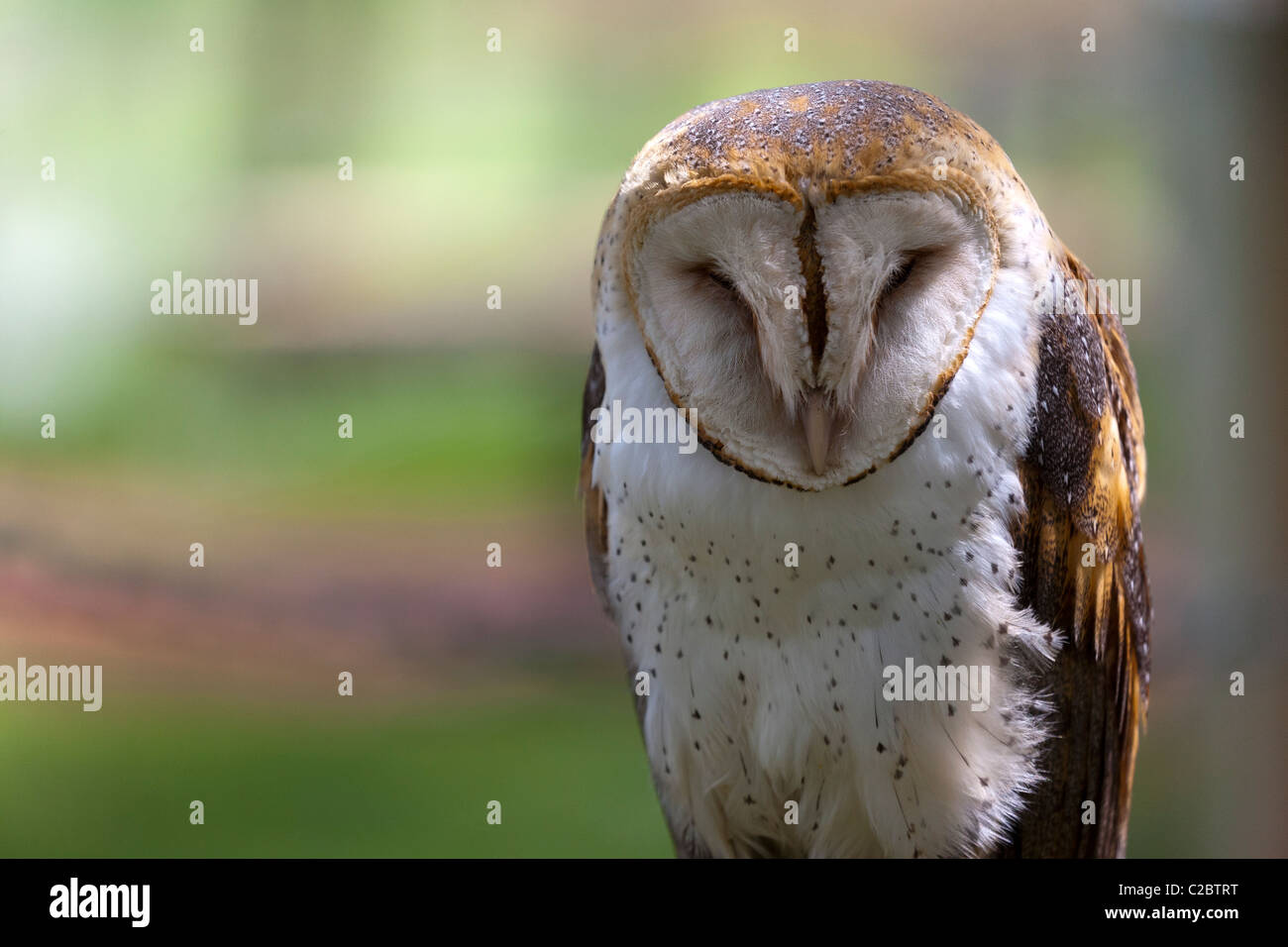 North American Barn Owl Tyto Alba Pratincola Stock Photo