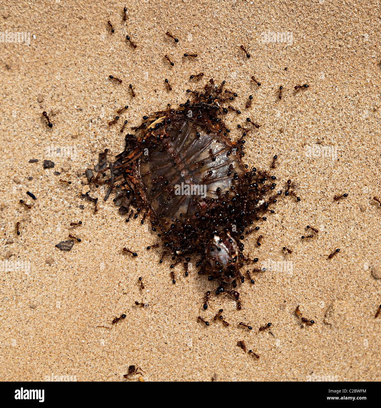 Black ants eating the remains of a turtle on the