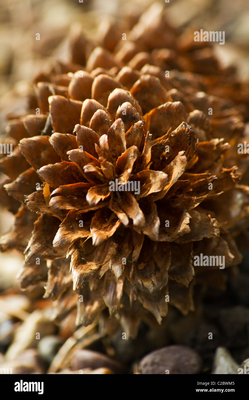 Pine cone scales hi-res stock photography and images - Alamy