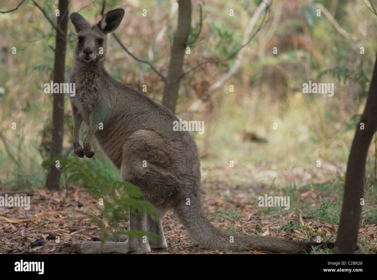 Kangaroo  Australia Stock Photo