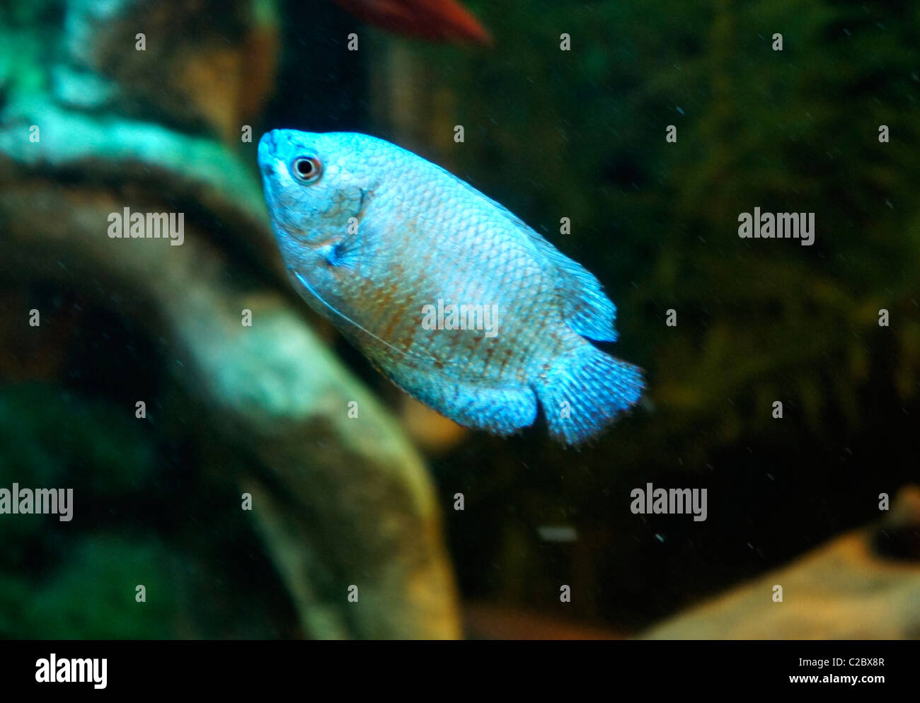 Dwarf Blue Coral Gourami, tropical fish Stock Photo