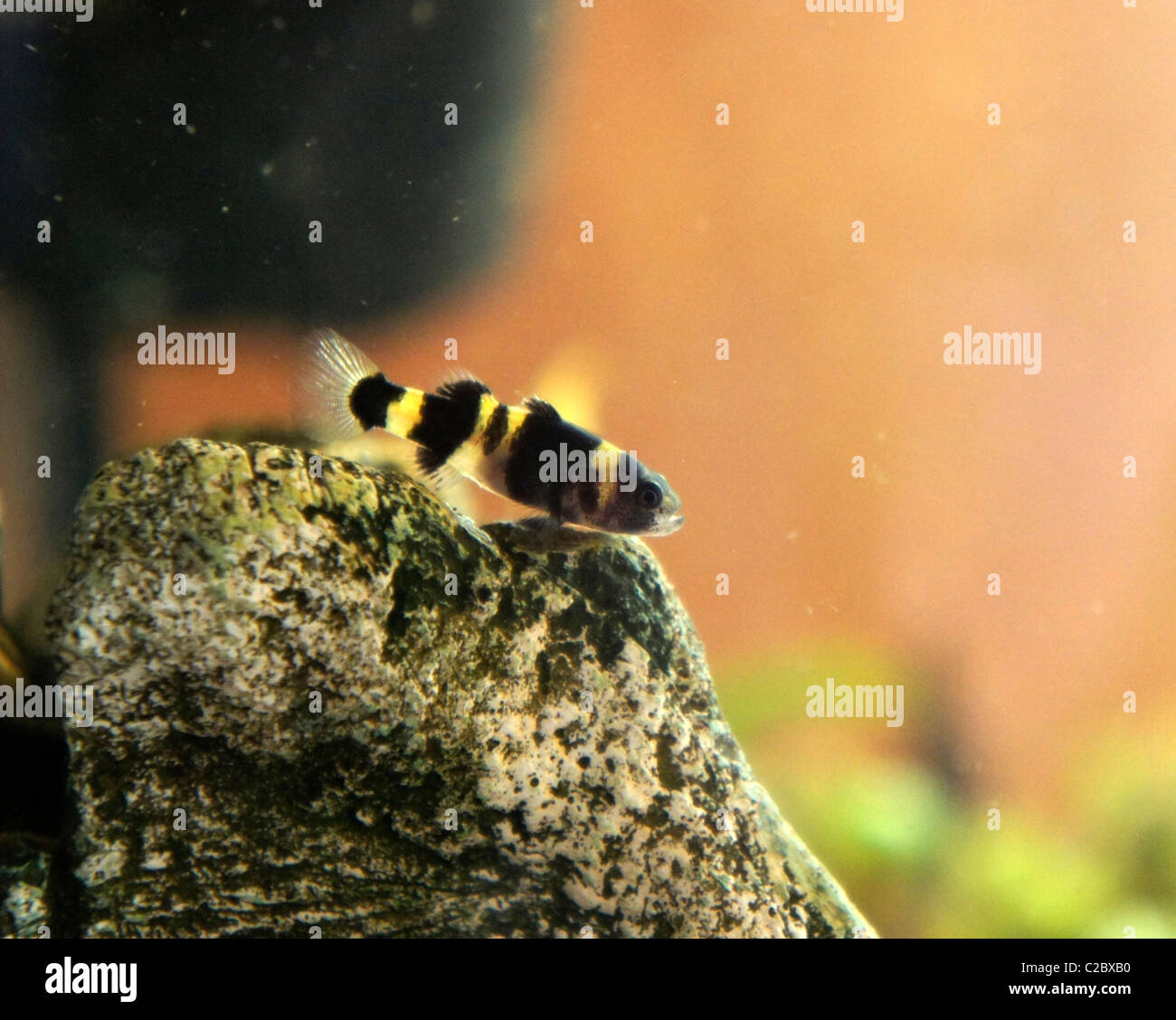 Bumble bee Goby, tropical fish Stock Photo Alamy