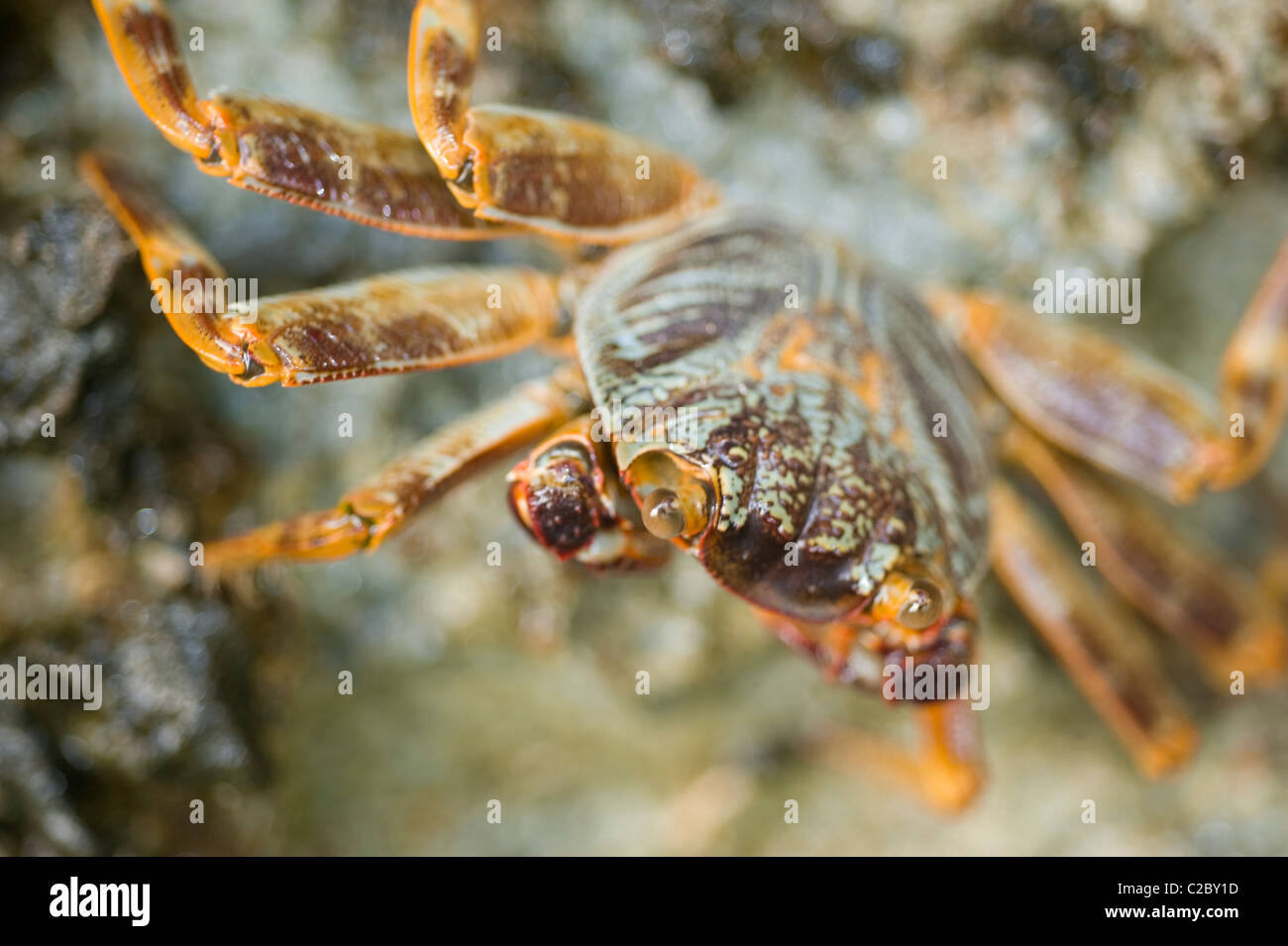 Red Sea swimming crab clinging to a rock out of the water Stock Photo