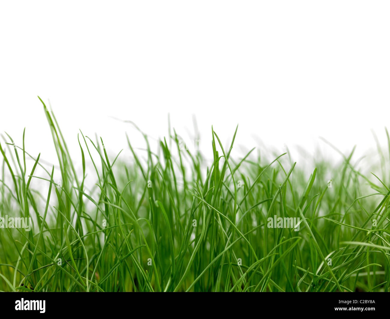 Green grass siolated against a white background Stock Photo - Alamy