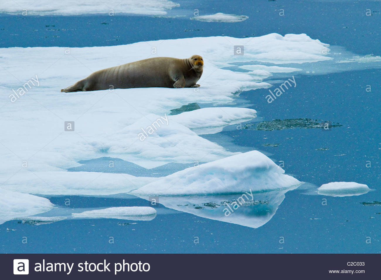 A bearded seal rests on pack ice on the Arctic Ocean. Stock Photo