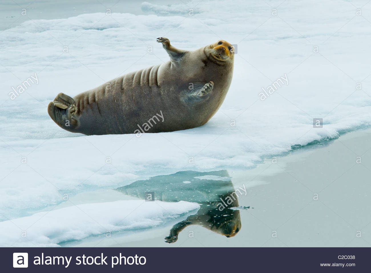 A bearded seal sits up on pack ice. Stock Photo