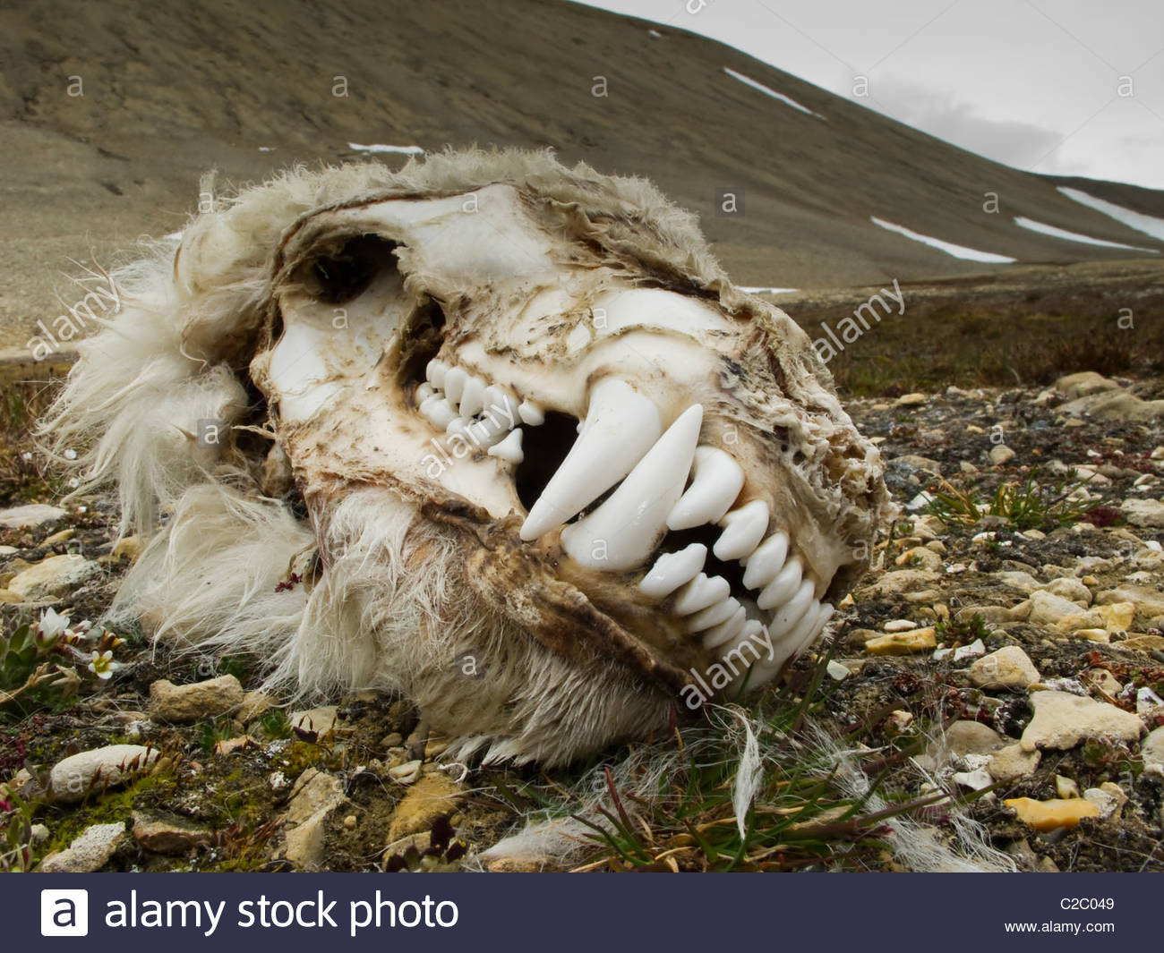 Mummified Polar Bear skull. Stock Photo