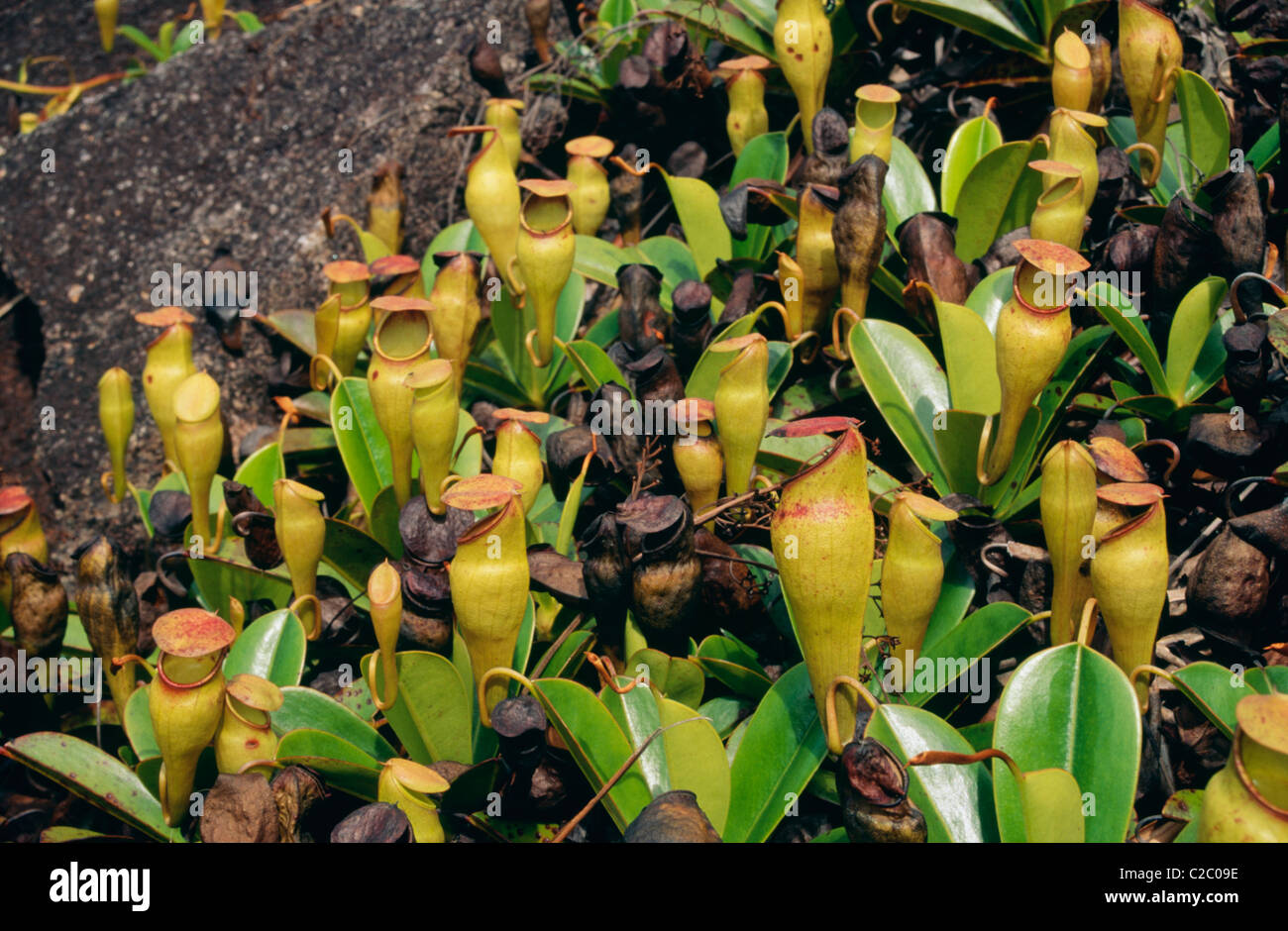 Plant Mahe Seychelles Stock Photo