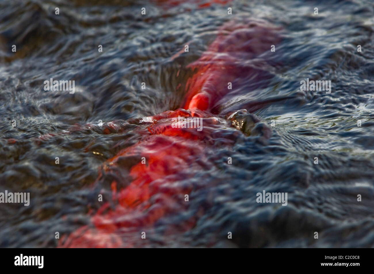 Abstract image of a spawning Red Salmon swimming in a creek in South-Central Alaska. Stock Photo