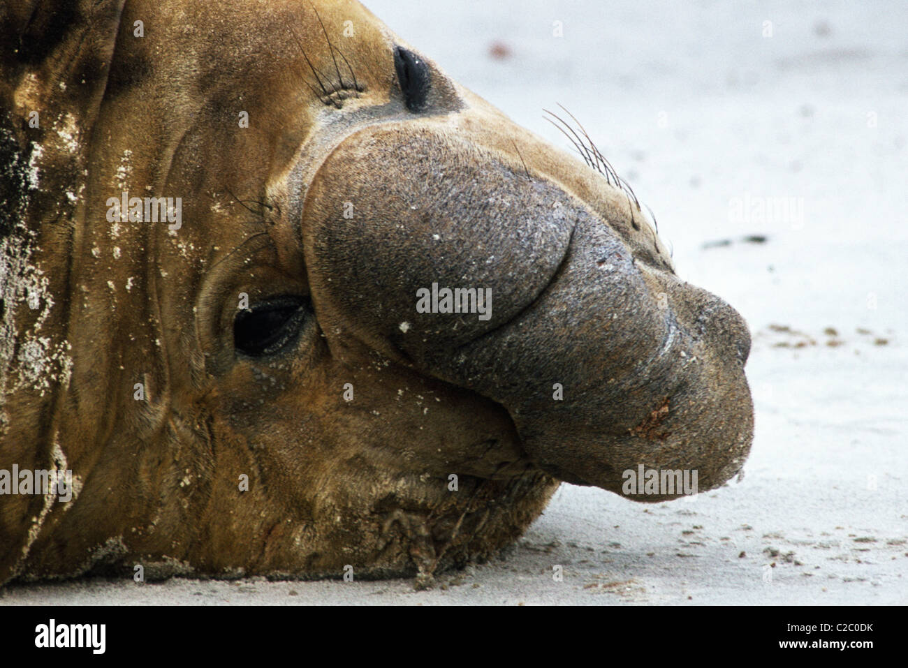 Wild Animal  Falkland Islands Stock Photo