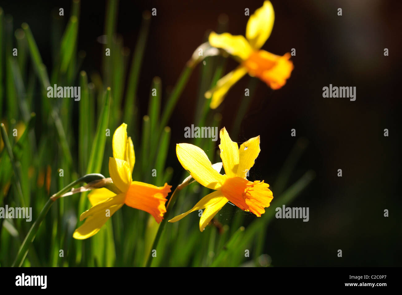 Springtime mini yellow daffodils Stock Photo - Alamy