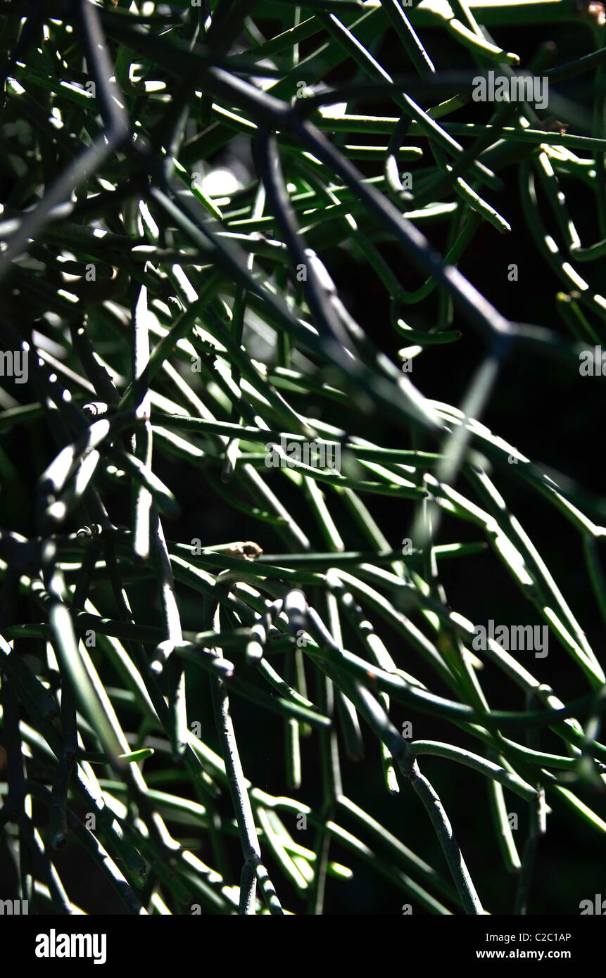 A stark image or tree branches. Stock Photo
